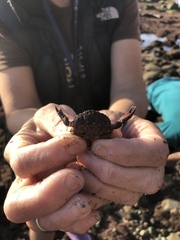 Cycloxanthops novemdentatus