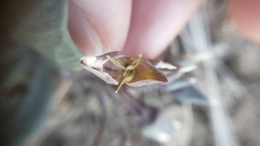 Claytonia crawfordii