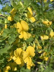 Diphysa occidentalis