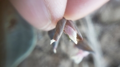 Claytonia crawfordii
