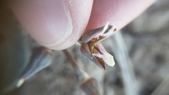 Claytonia crawfordii