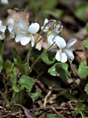Viola odorata
