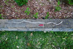 Coluber constrictor