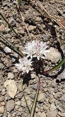 Allium tribracteatum
