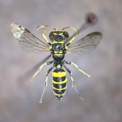 Cerceris acanthophila