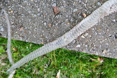 Coluber constrictor