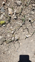 Allium tribracteatum