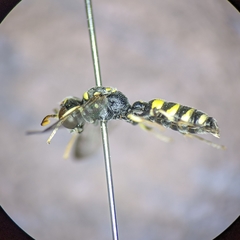 Cerceris acanthophila