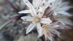 Allium tribracteatum