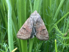 Cissusa indiscreta