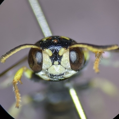 Cerceris acanthophila