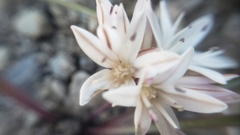 Allium tribracteatum