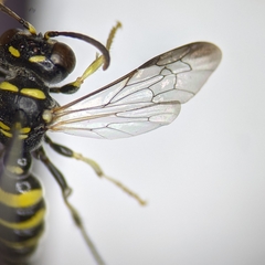 Cerceris acanthophila