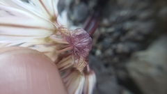 Allium tribracteatum