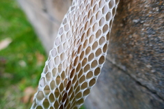 Coluber constrictor
