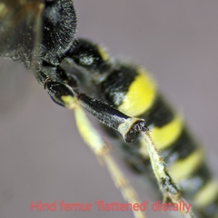 Cerceris acanthophila