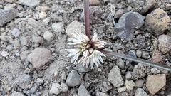 Allium tribracteatum