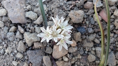 Allium tribracteatum