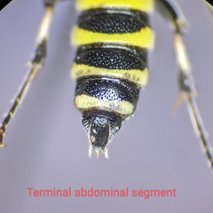 Cerceris acanthophila