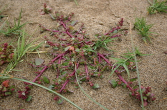 Chenopodium macrospermum