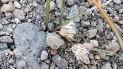 Allium tribracteatum