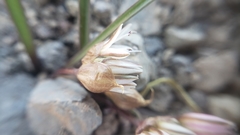 Allium tribracteatum