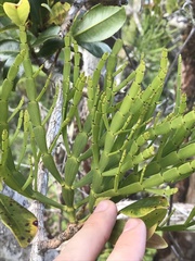 Korthalsella complanata