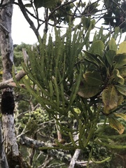 Korthalsella complanata