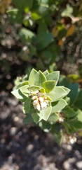 Arctostaphylos viridissima