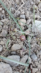 Allium tribracteatum