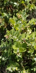 Arctostaphylos viridissima