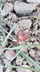 Allium tribracteatum