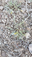 Lomatium stebbinsii