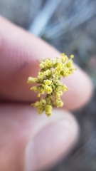 Lomatium stebbinsii