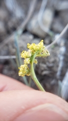 Lomatium stebbinsii
