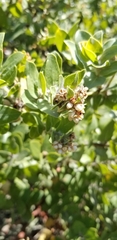 Arctostaphylos viridissima