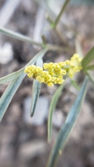 Lomatium stebbinsii