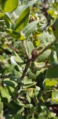 Arctostaphylos viridissima