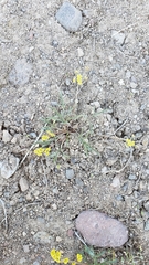 Lomatium stebbinsii