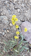Lomatium stebbinsii