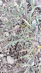 Lomatium stebbinsii