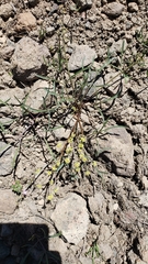 Lomatium stebbinsii