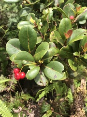 Syzygium sandwicense