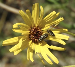 Acmaeodera labyrinthica