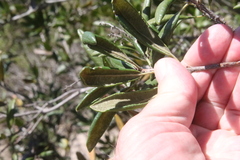 Comarostaphylis diversifolia