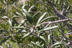 Comarostaphylis diversifolia