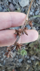 Lomatium stebbinsii