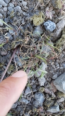Lomatium stebbinsii