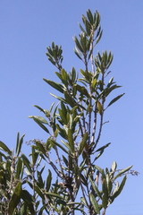 Comarostaphylis diversifolia