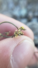 Lomatium stebbinsii